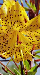 Лилия Лейхтлина (видовая тигровая) - Сезон у Дачи