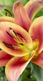 Лилия Монтего Бэй (ОТ гибрид) - Сезон у Дачи