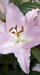 Лилия Пенинсула восточная - Сезон у Дачи