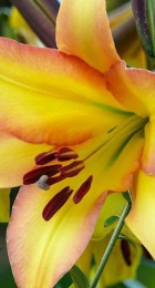 Лилия Райзинг Мун - Сезон у Дачи