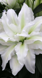 Лилия Роузлили Аиша восточный гибрид махровый - Сезон у Дачи