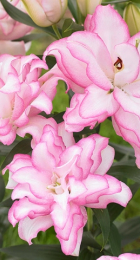 Лилия Роузлили Аннушка восточный гибрид махровый - Сезон у Дачи