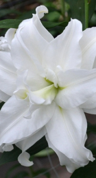 Лилия Роузлили Анжела восточный гибрид махровый - Сезон у Дачи