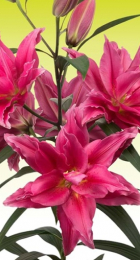 Лилия Роузлили Елена восточный гибрид махровый - Сезон у Дачи