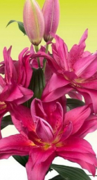 Лилия Роузлили Флоретта восточный махровый гибрид - Сезон у Дачи