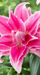 Лилия Роузлили Изабелла восточный гибрид махровый - Сезон у Дачи