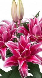 Лилия Роузлили Лорена восточный махровый гибрид - Сезон у Дачи