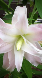 Лилия Роузлили Люция восточный гибрид махровый - Сезон у Дачи