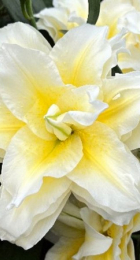 Лилия Роузлили Людвина восточный гибрид махровый - Сезон у Дачи