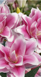 Лилия Роузлили Микаэла восточный гибрид махровый - Сезон у Дачи