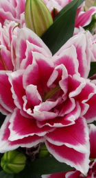 Лилия Роузлили Саманта восточный махровый гибрид - Сезон у Дачи