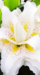 Лилия Роузлили Сита восточный гибрид махровый - Сезон у Дачи