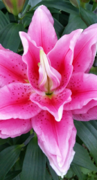 Лилия Роузлили Виола восточный гибрид махровый - Сезон у Дачи