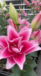 Лилия Роузлили Жасмина восточный гибрид махровый - Сезон у Дачи