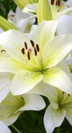 Лилия Сноудон азиатская - Сезон у Дачи