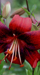 Лилия Строберри Эвент азиатская - Сезон у Дачи