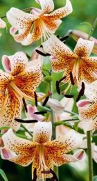 Лилия Тайгер Бейбиз (тигровая) - Сезон у Дачи