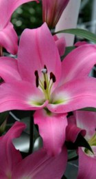 Лилия Трэйбл Дэнс ОТ-гибрид - Сезон у Дачи