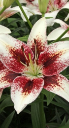 Лилия Трибал Кисс азиатская - Сезон у Дачи