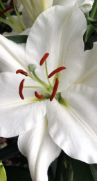 Лилия Уайт Бэлонс восточная - Сезон у Дачи