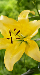 Лилия Йеллоу Пауэр азиатская - Сезон у Дачи