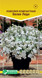 Лобелия Белая Леди компактная (Евросемена) - Сезон у Дачи