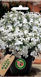 Лобелия Долли Вайт (БиоТехника) - Сезон у Дачи