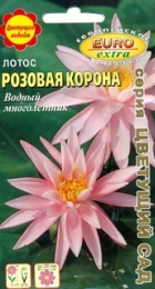 Лотос Розовая корона - Сезон у Дачи