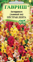 Львиный зев Пестрая лента (Гавриш) - Сезон у Дачи