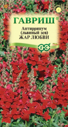 Львиный зев Жар любви (Гавриш) - Сезон у Дачи