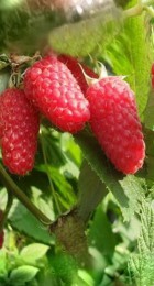 Малина Краса России (ВС) - Сезон у Дачи