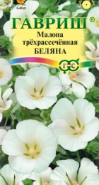 Малопа Беляна (Гавриш) - Сезон у Дачи