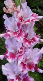 Гладиолус Мерцающие бабочки 573-с-06 - Сезон у Дачи