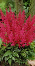 Астильба Монтгомери японская 1шт - Сезон у Дачи