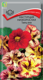 Настурция Танец огня (Поиск) - Сезон у Дачи