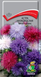 Астра низкорослая Тиеса стар микс - Сезон у Дачи