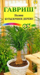 Нолина Бутылочное Дерево - Сезон у Дачи