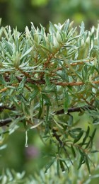 Облепиха Гном (опылитель) - Сезон у Дачи