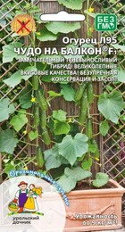 Огурец Чудо на балкон F1 / Л95/ (УД) - Сезон у Дачи