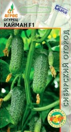 Огурец Кайман F1 (Агрос) - Сезон у Дачи