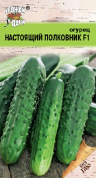 Огурец Настоящий полковник F1 (УУ) - Сезон у Дачи