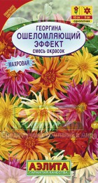 Георгина Ошеломляющий эффект смесь - Сезон у Дачи