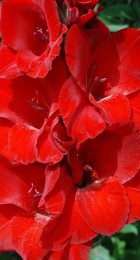 Гладиолус Оскар - Сезон у Дачи