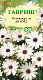 Остеоспермум Аккорд (Гавриш) - Сезон у Дачи