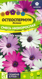 Остеоспермум Эклона Смесь низкорослая (СемАлт) - Сезон у Дачи