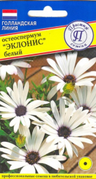 Остеоспермум Эклонис белый (Престиж) - Сезон у Дачи