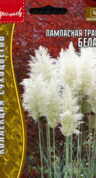 Пампасная трава Белая (Кортадерия) (Григорьев) - Сезон у Дачи