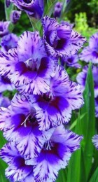 Гладиолус Пасос крупноцветковый - Сезон у Дачи