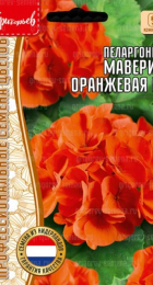 Пеларгония Маверик Orange F1 (Григорьев) - Сезон у Дачи