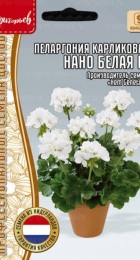 Пеларгония Нано Белая F1 карликовая (Григорьев) - Сезон у Дачи